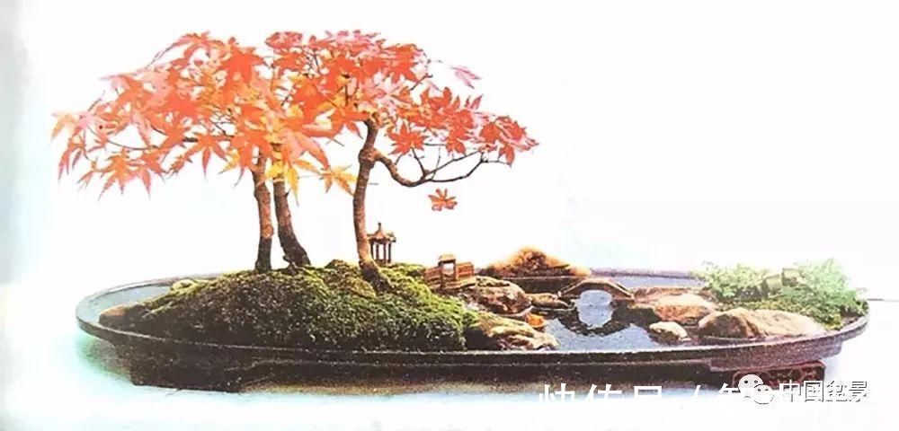 盆景@赵庆泉:请别叫我“大师”,我就是个“做盆景的”