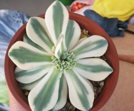 花头|养多肉''一头切'',一盆变多盆,盆盆爆满,操作简单还有效