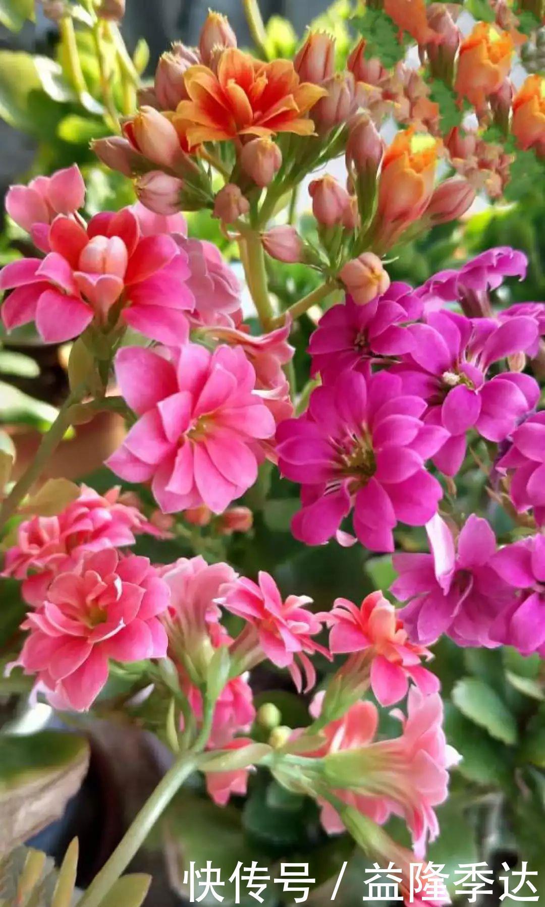 煤渣|家里吃剩的果皮,拿来养花嗖嗖长,不黄叶、开花多