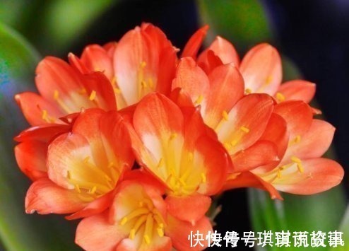 光照|养君子兰的小妙招,年年开花爆盆,叶子整齐不倾斜,全年开花不断