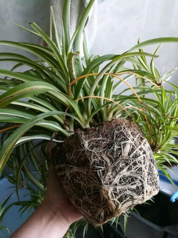 养花8个坏习惯要“戒掉”,人人犯过,至少2个!