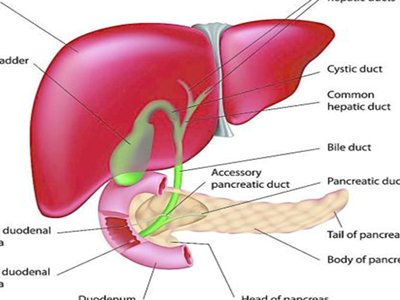 肝脏受损的12个症状概述?