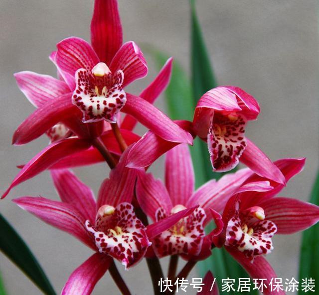 根系|新手养兰花,注意“三细节”,花姿优雅,一年能花开四五次