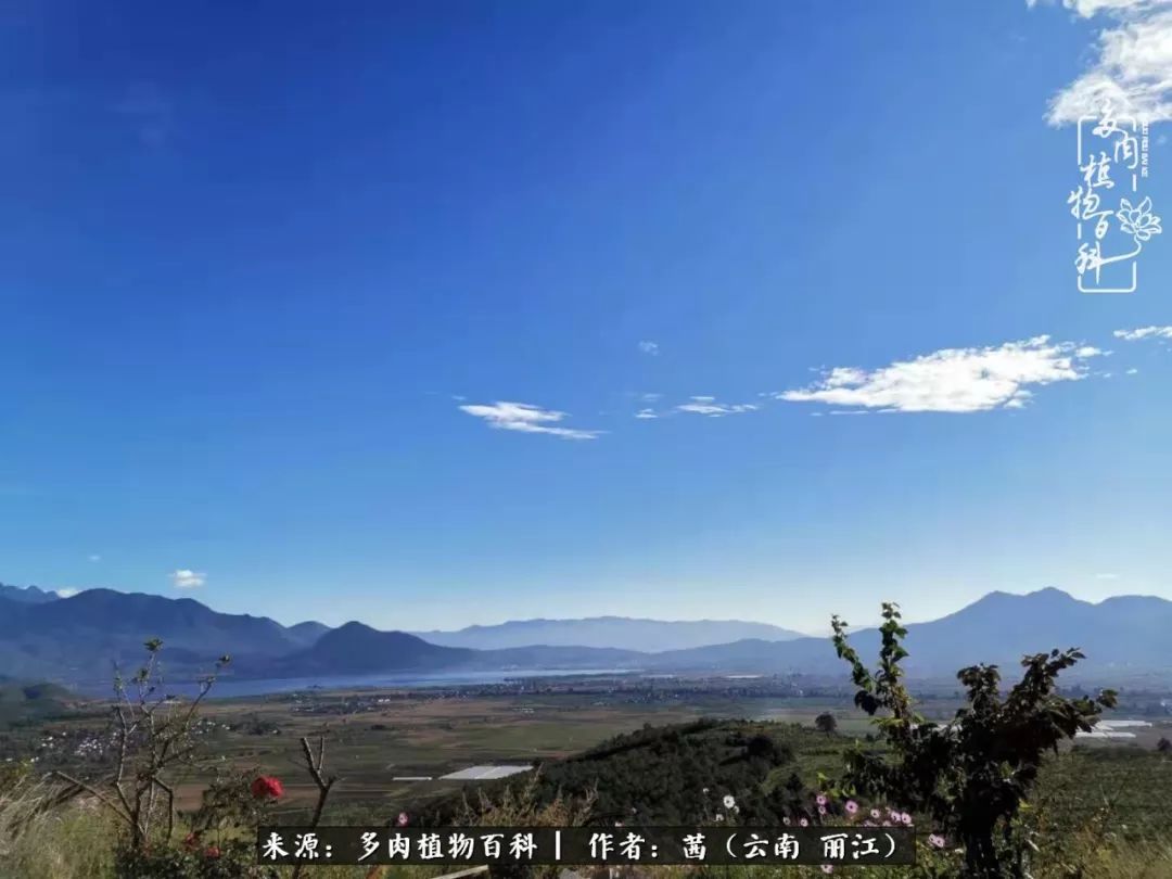 一年四季不同景，一院多肉陪我后半生！