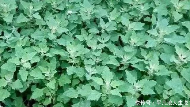 农村独有1野菜,外形繁茂营养价值高,老少皆宜,城里有钱难买到