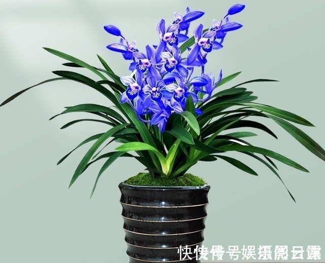 雅赏|此兰只应“天上”有,人间哪得几回闻,花色罕见,让人百看不厌