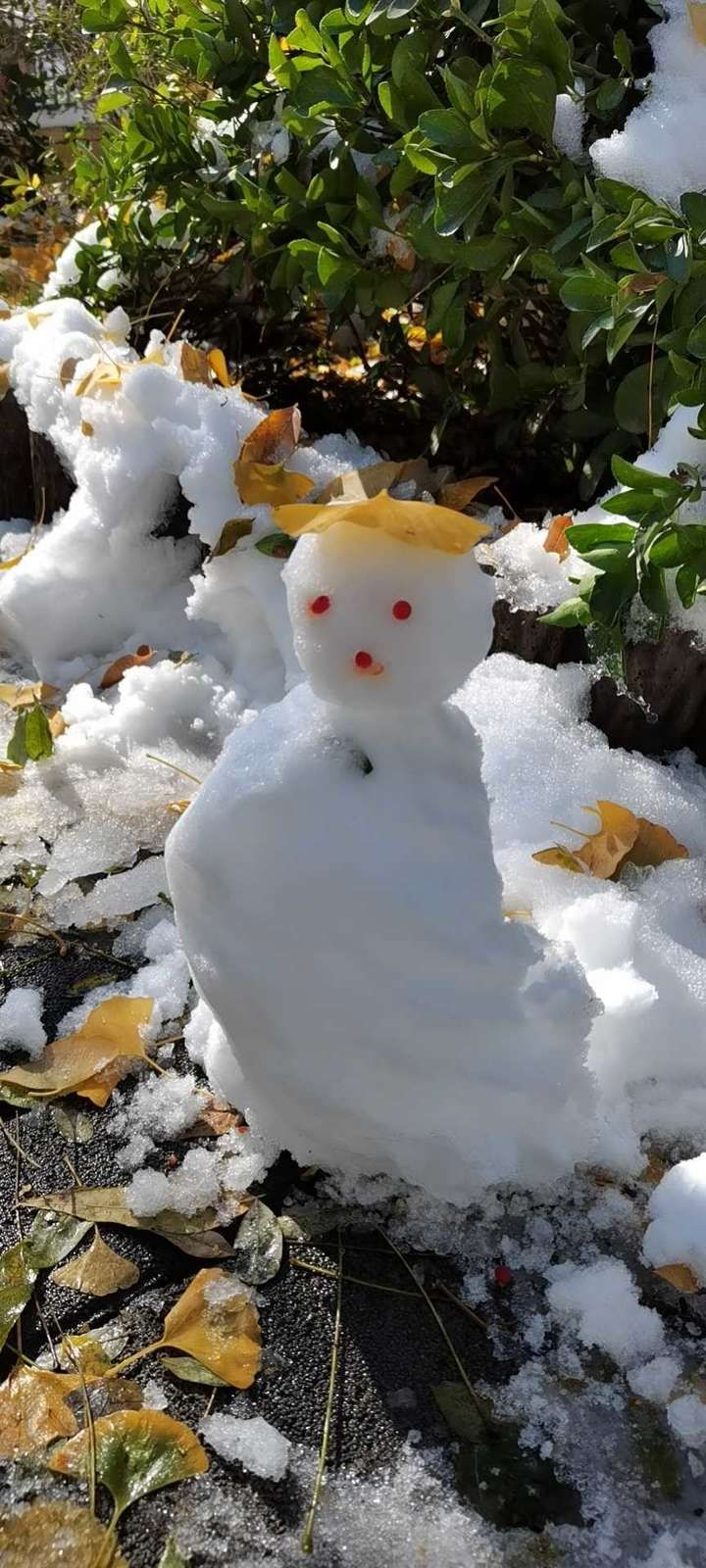 交通堵塞|「雪」今年的雪姑娘好像比较勤快