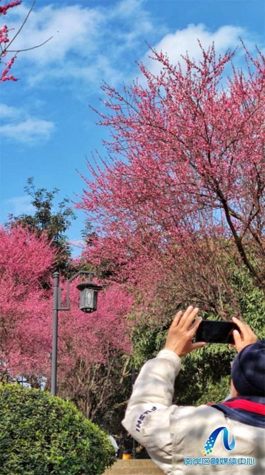 春风|春风拂面，红梅盛开