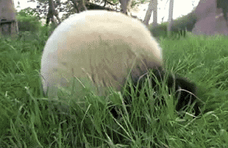 |搞笑动图：看你这么热情，本猫神就跟你握个手吧！