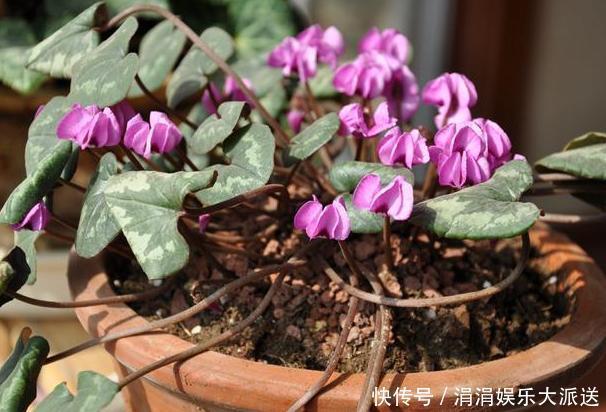 夏季养殖蟹爪兰、沙漠玫瑰、仙客来、君子兰，少浇水反而长得好