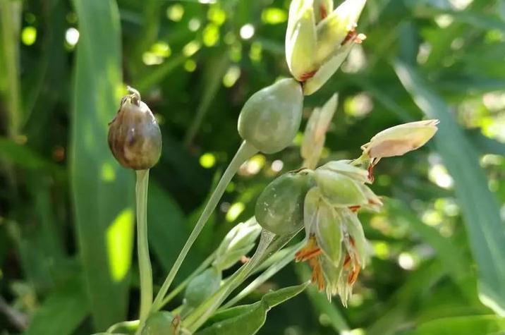 玩具|农村称“万佛珠”,小时候当玩具,殊不知价值珍贵,若遇见请重视