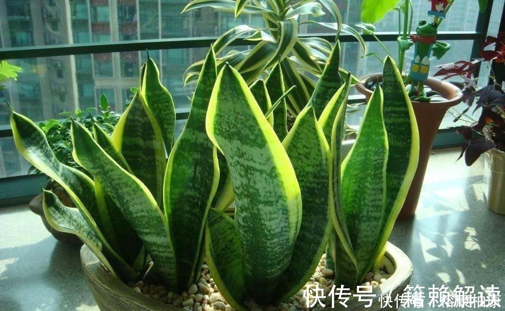 营养物质|厨房这些东西用来养虎皮兰,很快长出侧芽一盆变几盆,省钱又方便