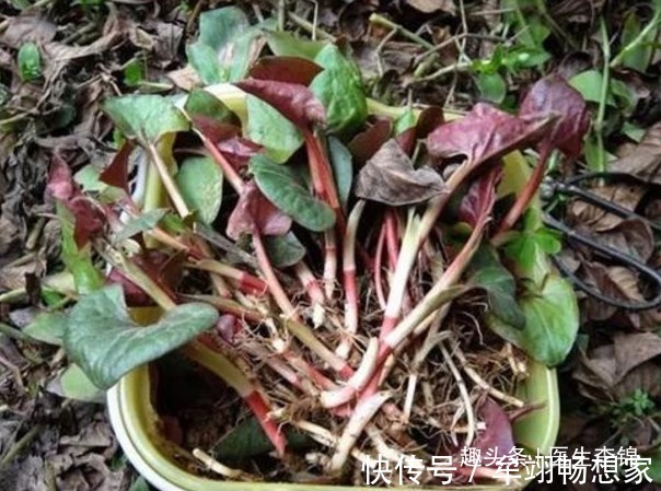 鱼腥草|适合女性吃的“不老菜”,清热解毒祛湿散寒,远离女性妇科问题