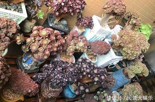 境界|养肉的最高境界,多肉都缀化了,长成了小树桩,像极了孔雀开屏