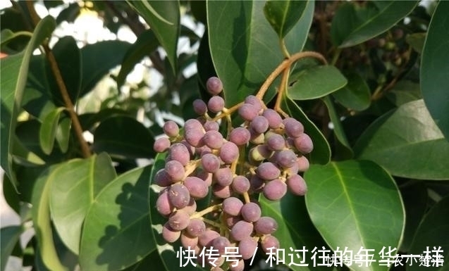 农村|路边就有的便秘偏方，农村城市人都视而不见！