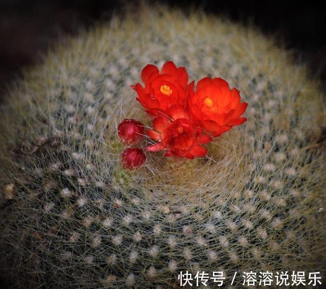 水溶液|仙人球怎么开花选对品种,养护恰当一准儿爆盆,真惹眼
