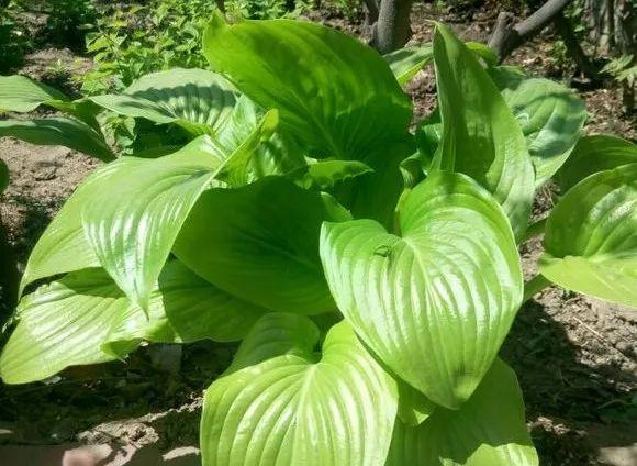 史上最耐阴的花,越阴凉越长得旺,绿萝虎皮兰靠边站