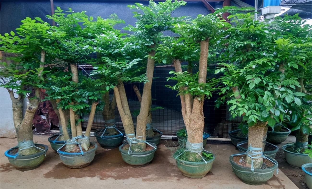 幸福树掉叶子?3个原因解决好,叶绿窜的高,幸福自然到