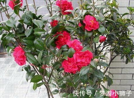 它是茶花之王,香味浓郁,美胜牡丹,超大花量,抗热抗寒还好养