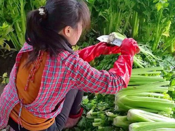 俗语“男无性如铁,女无性如麻”,啥意思牢记老祖宗的忠告