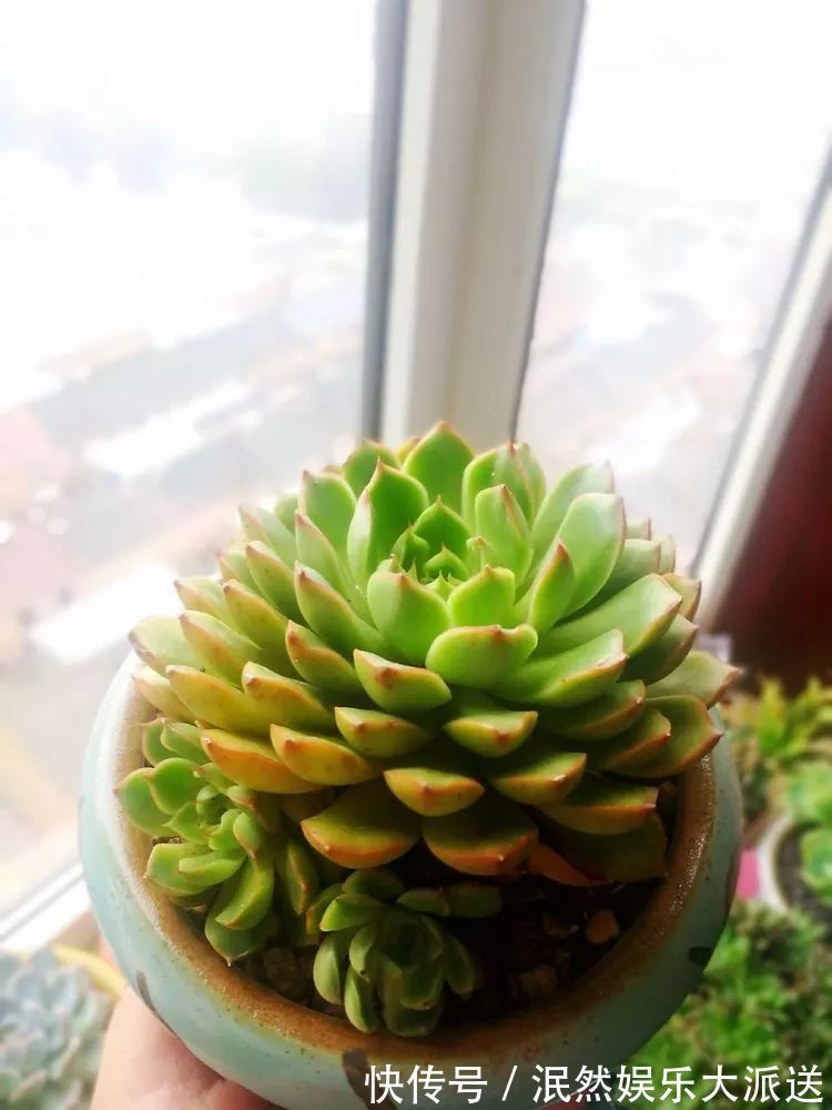 蚧壳虫|为肉痴狂!多肉植物也会用最美的容颜报答我们的勤劳付出!