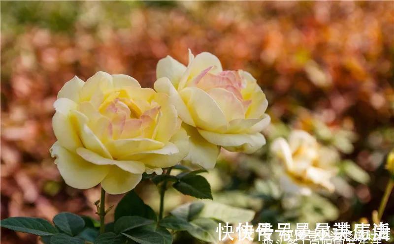 营养土|月季花苞小，开花少改善这“3点”，开花翻倍，花瓣又大又艳