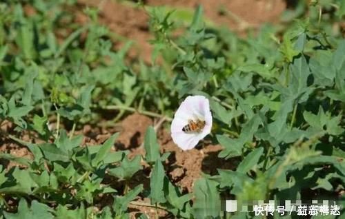 入药|农村常见的野草，不认识之人以为是喇叭花，可食用亦可入药