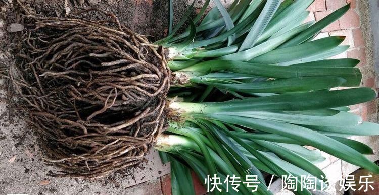 吊兰|不需要扦插的5种花,把根“掰开”就是小苗,成活率真高