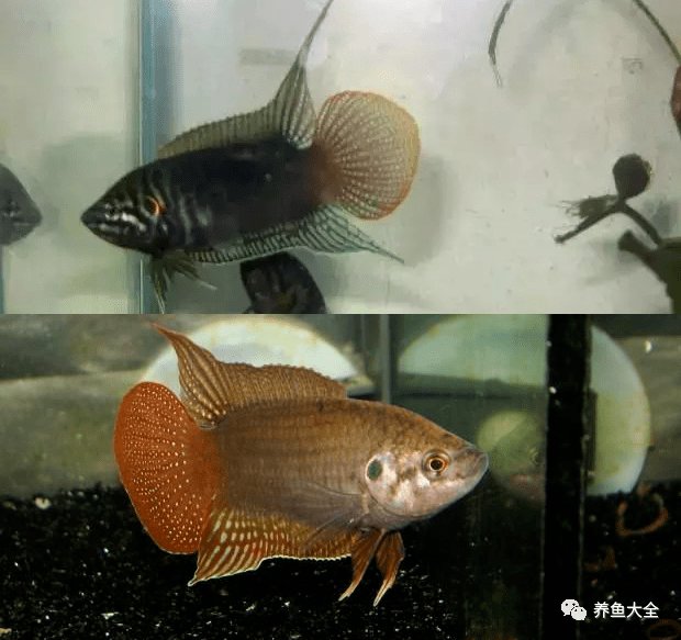 斗鱼把鱼鳍打烂了