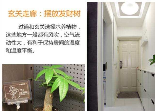 玄关|如何让家里更加的清新4个地方摆放绿植,给你带来不一样的感觉
