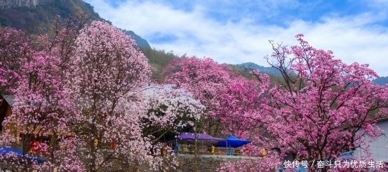 带上你的“李焕英”去九皇山赏辛夷，民俗体验，养生踏青|妇女节| a5263