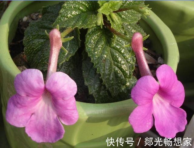 秋季养花要换盆,这几种情况换盆是“自寻死路”,不到冬天死翘翘
