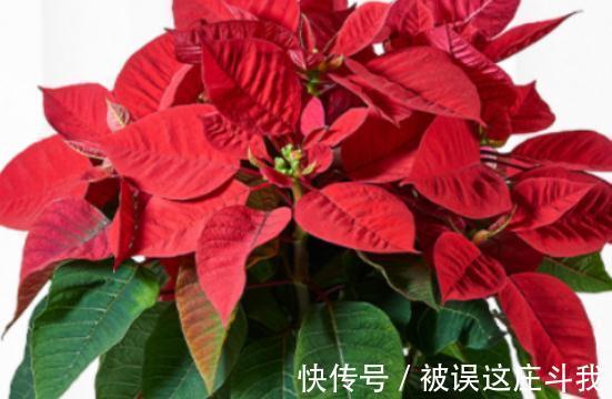 越漂亮的花越有毒。快来了解这18种“大毒化”。提高知识不吃亏