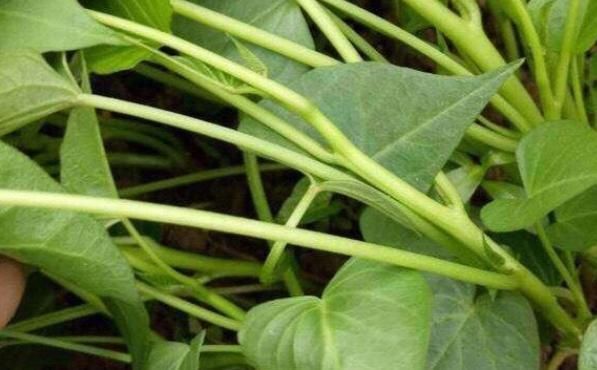 阳台种上两个菜,割完一茬又一茬半个月不用出门,竟好吃又养颜