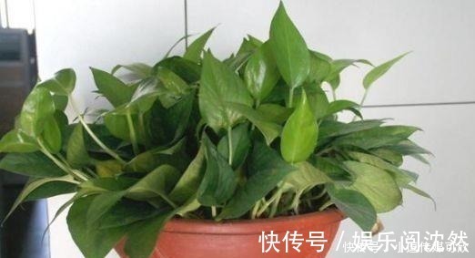 营养土|养花要学会“浇花”,3种花,浇水越勤快,长得越漂亮!