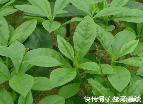 野菜|农村有一种菜，富含各种蛋白质，维生素和矿物质，营养高
