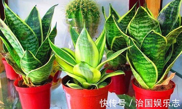 异味|卫生间“臭臭的”养以下4种能去异味的盆栽,轻松解决