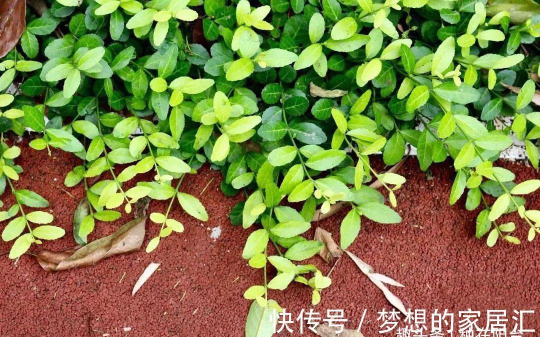 芳藤|扶芳藤的根系发达,搞不定附石式或附木式盆景,可以拿它练手!