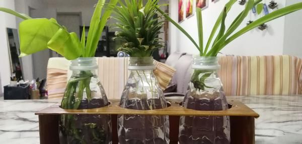 怎么将塑料瓶“一步步”打造成漂亮花盆？