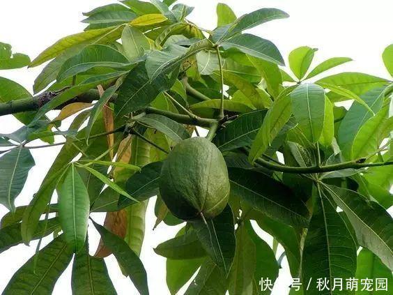 养了十年的发财树,高约5米,年年都结发发财果,出上万都不卖