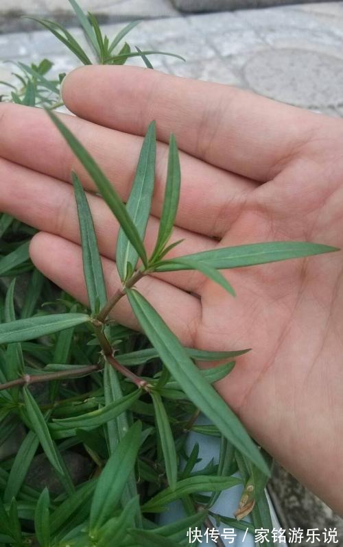 总管|农地里的“草”，人称“蛇总管”，是味镇痛抑毒的良药