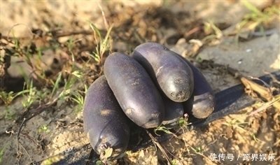  同龄人|女性不想被同龄人比下去，不妨多吃此物，人美皮肤嫩，早食早好