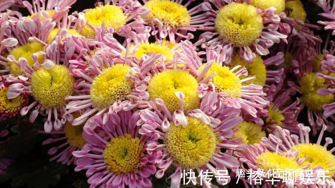 印象|喜欢养菊花，那就养“欧洲小米菊”花洒印象，花团锦簇，花枝招展