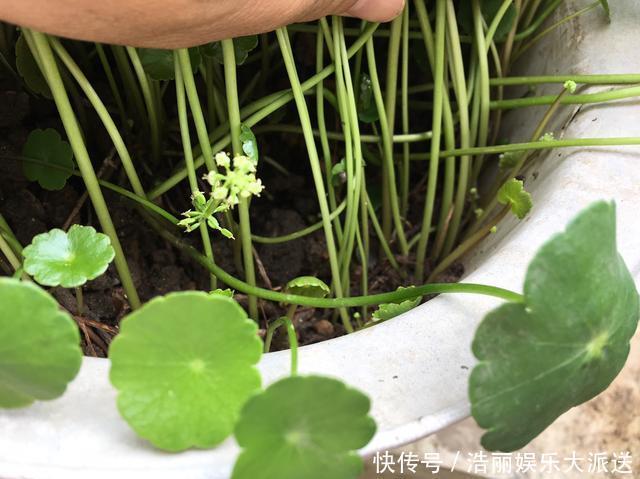 叶子|铜钱草叶子小，4个简单“小技巧”，一个月疯长爆盆，叶大又圆！
