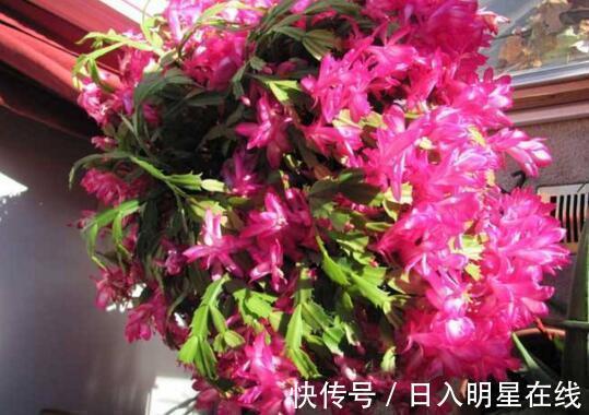 浇水|盆里扔个圆“球球”,蟹爪兰长疯了,开成一个大圆“球”!