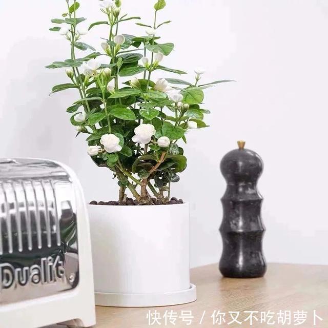 卧室养花就选这八种,安神又助眠,卧室摆几盆,一夜好梦睡得香