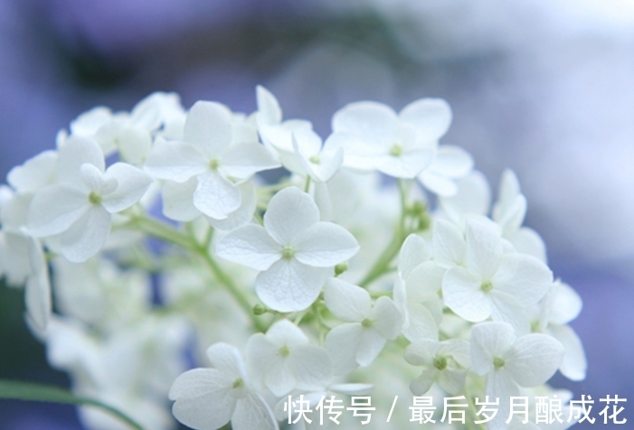 白羊座|本月末,4个星座不斤斤计较,生活好转幸福指数上升