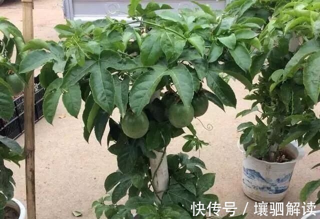 百香果|有1种“水果”,剪根枝条插土里,15天生根,结出果子“吃不完”