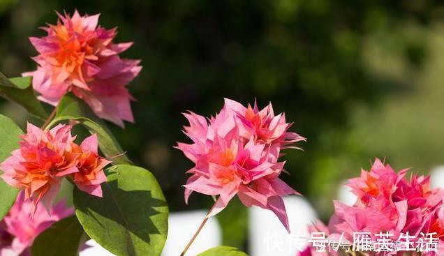 喜欢养三角梅，不要错过此6个品种，开花真的太勤了