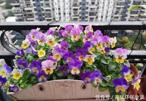 不足8平方的小阳台,种上3种花,五彩缤纷开成私家花园!